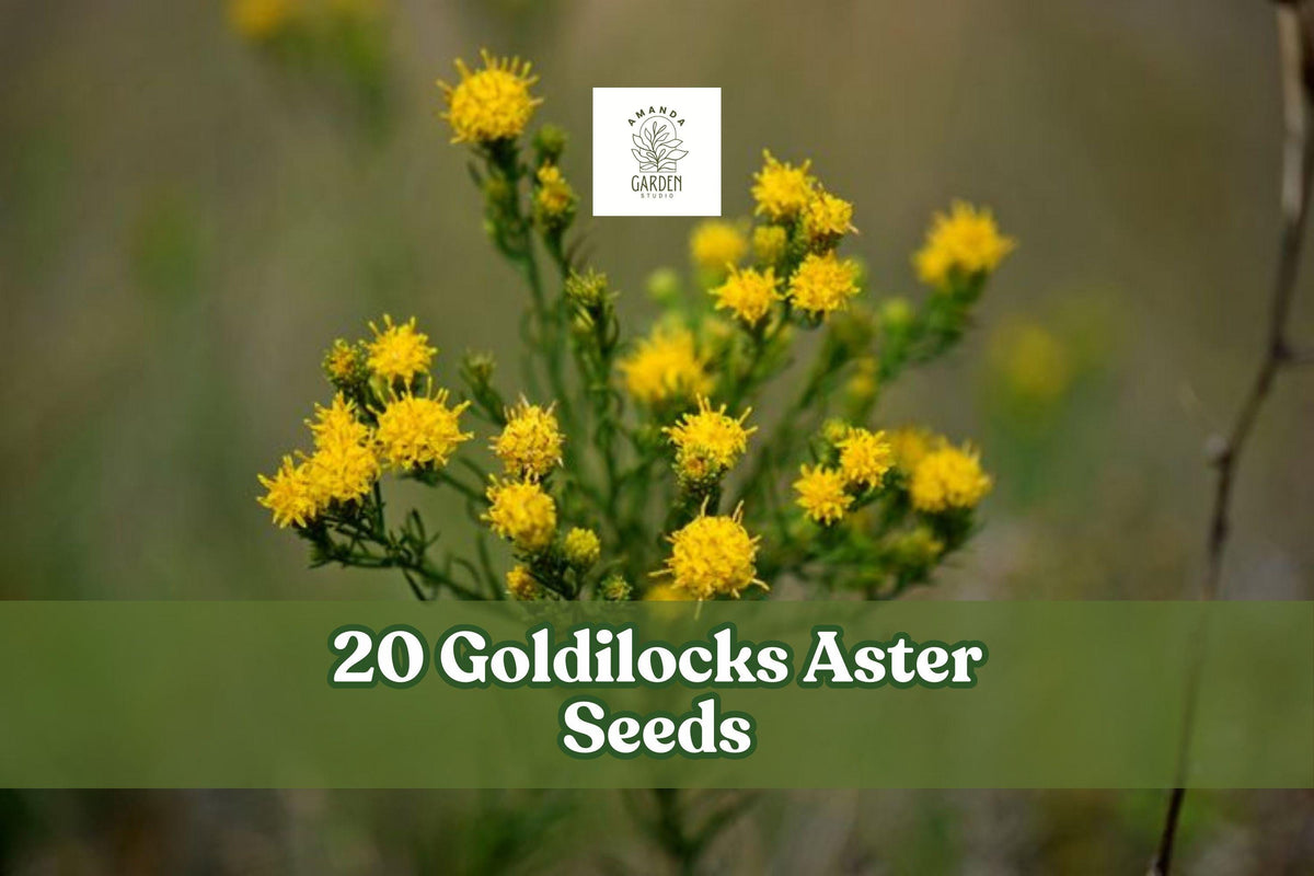 Goldilocks Aster Seeds – Galatella linosyris – Perennial Wildflower with Yellow Star-Shaped Blooms for Borders & Meadow Gardens