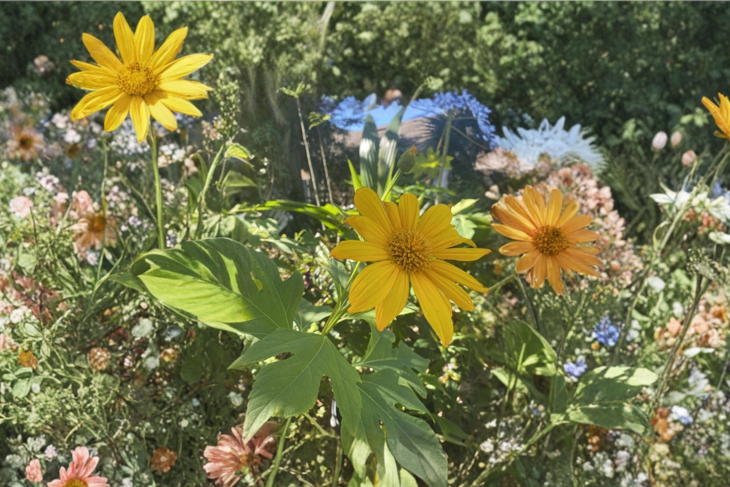 Mexican Sunflower Cuttings – 8 Inch Tithonia diversifolia Tropical Plant for Garden Propagation