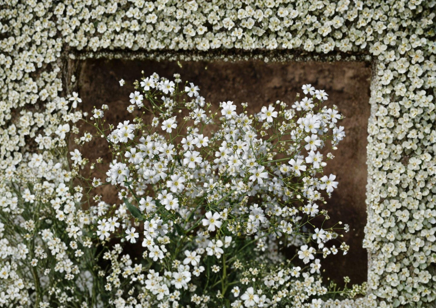 Baby's Breath Covent Garden Seeds – White Annual Flowers for Bouquets & Gardens, Gypsophila elegans