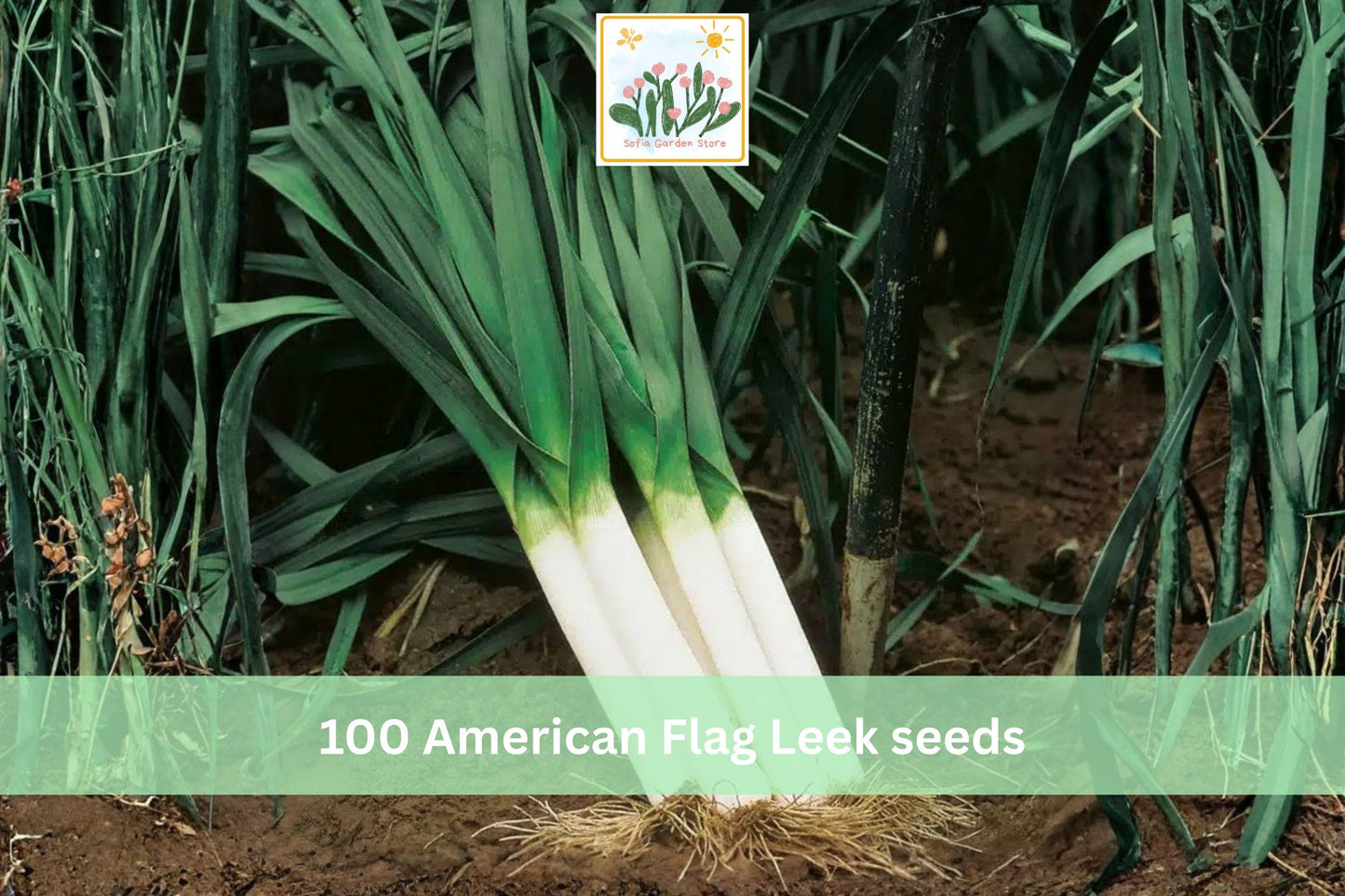 American Flag Leek Seeds 100pcs – Heirloom Allium porrum Vegetable for Garden Planting