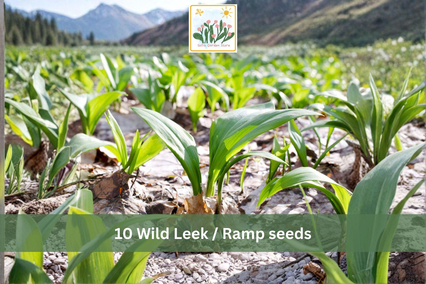 Wild Leek Ramp Seeds 10pcs | Allium tricoccum Woodland Vegetable for Shaded Gardens & Edible Landscapes