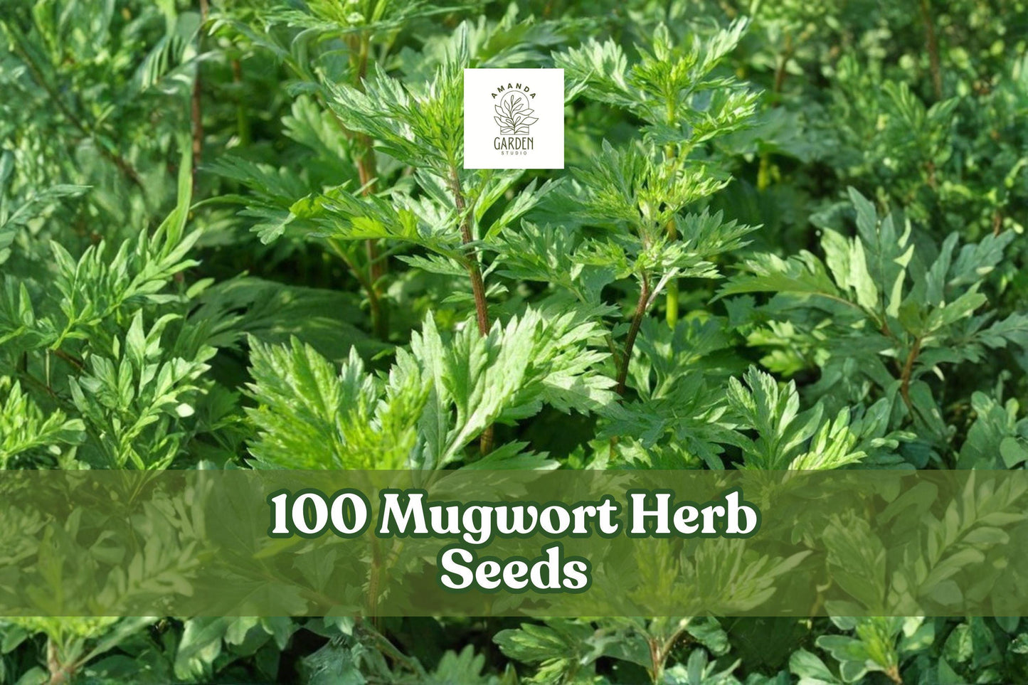 100 Mugwort Herb Seeds Artemisia vulgaris Perennial Aromatic Foliage for Herb Gardens and Natural Landscapes