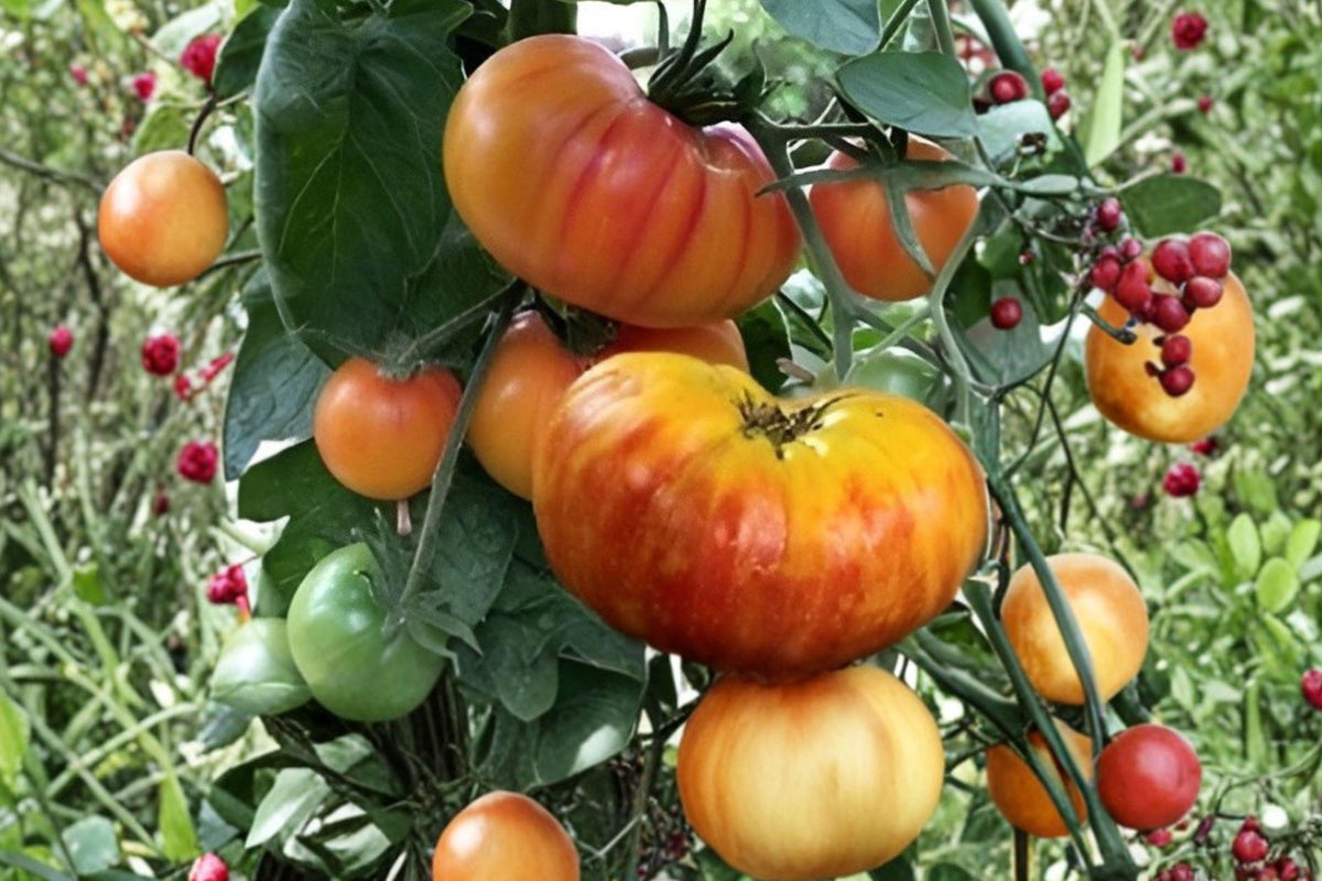 Hillbilly Tomato Seeds | Heirloom Non-GMO Large Bicolor Beefsteak Tomato | Vegetable Garden Plant
