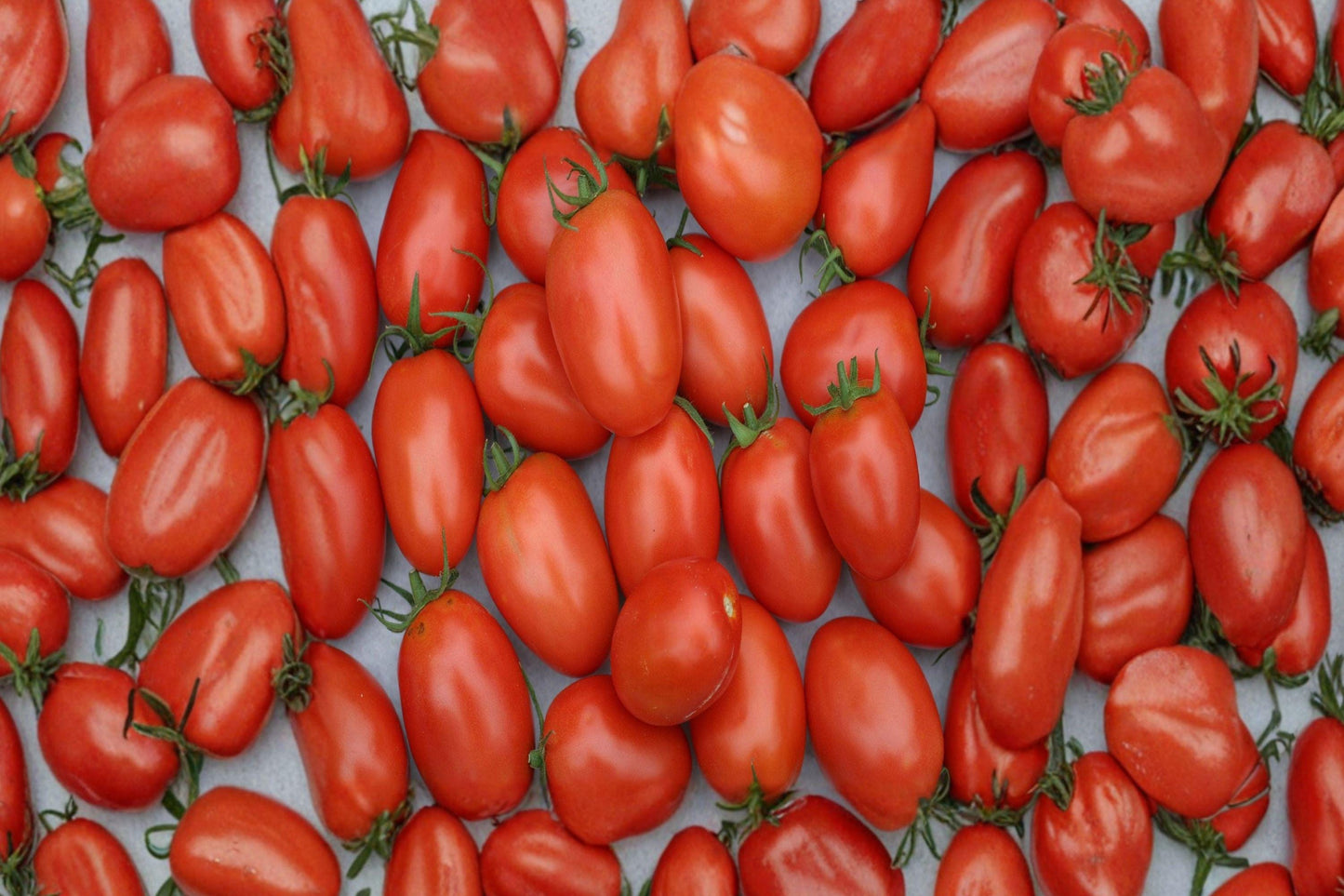 Heirloom Roma Tomato Seeds | Italian Paste Variety for Sauce, Canning & Cooking | Non-GMO Vegetable Garden Seeds (120+ Seeds)