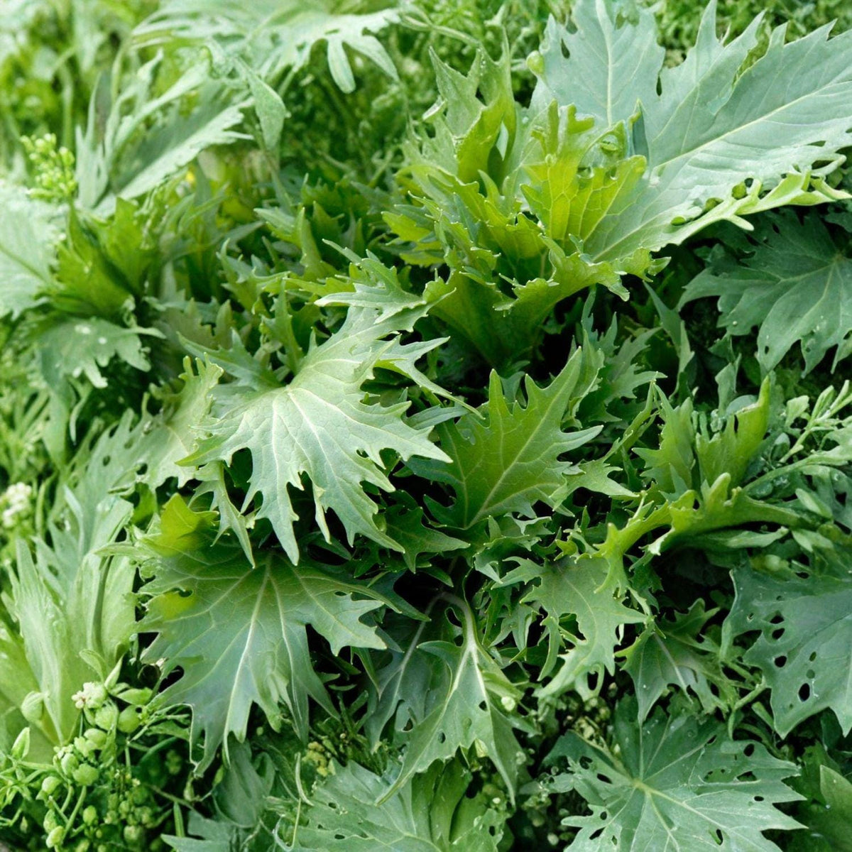 Mizuna Seeds, Japanese Mustard Greens, Brassica rapa, Cool-Season Asian Leafy Vegetable, 150 Seeds