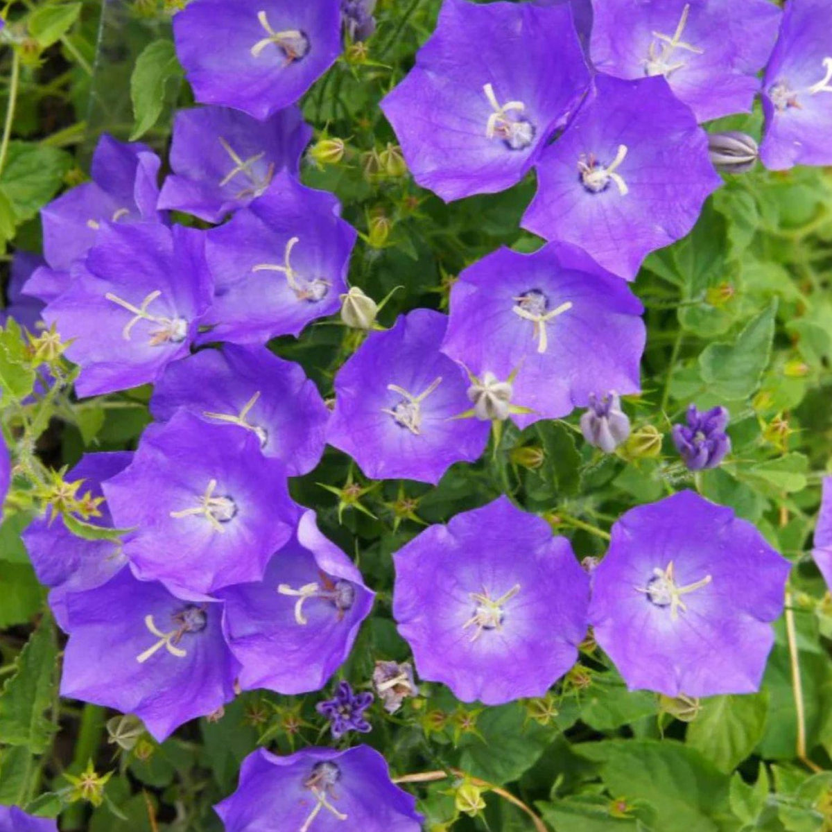 Tussock Bellflower Seeds 100 Pack, Campanula carpatica, Blue Violet Perennial for Rock Gardens & Borders