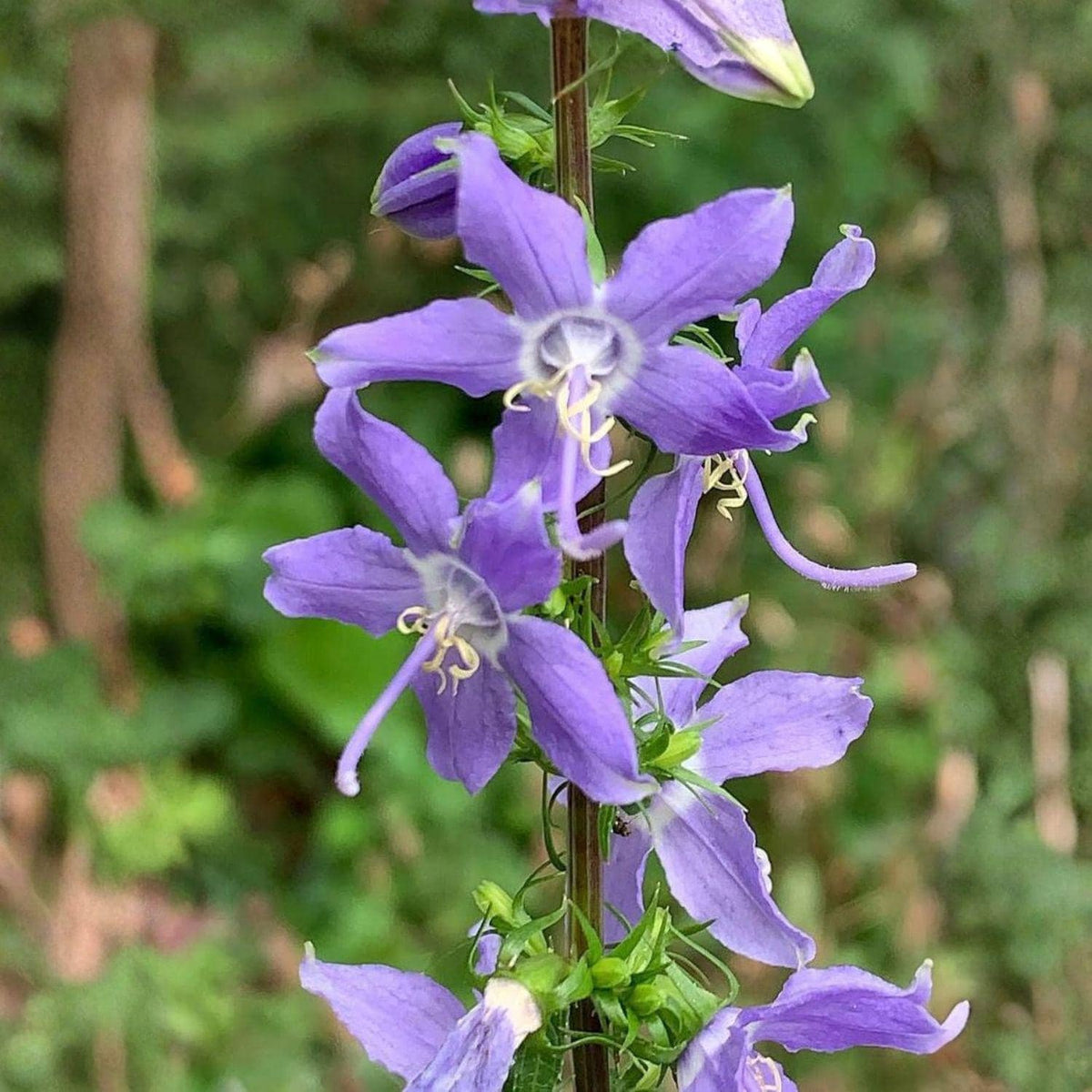 Tall Bellflower Seeds 100 Campanula americana Native Blue Wildflower for Woodland Garden, Perennial, 3-6 ft