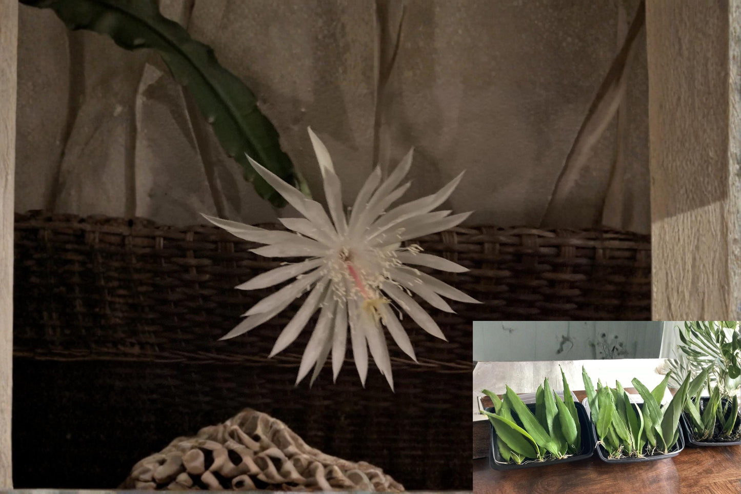 Queen of the Night Epiphyllum oxypetalum Rooted Plants | Night-Blooming Fragrant Orchid Cactus | Live Tropical Houseplant