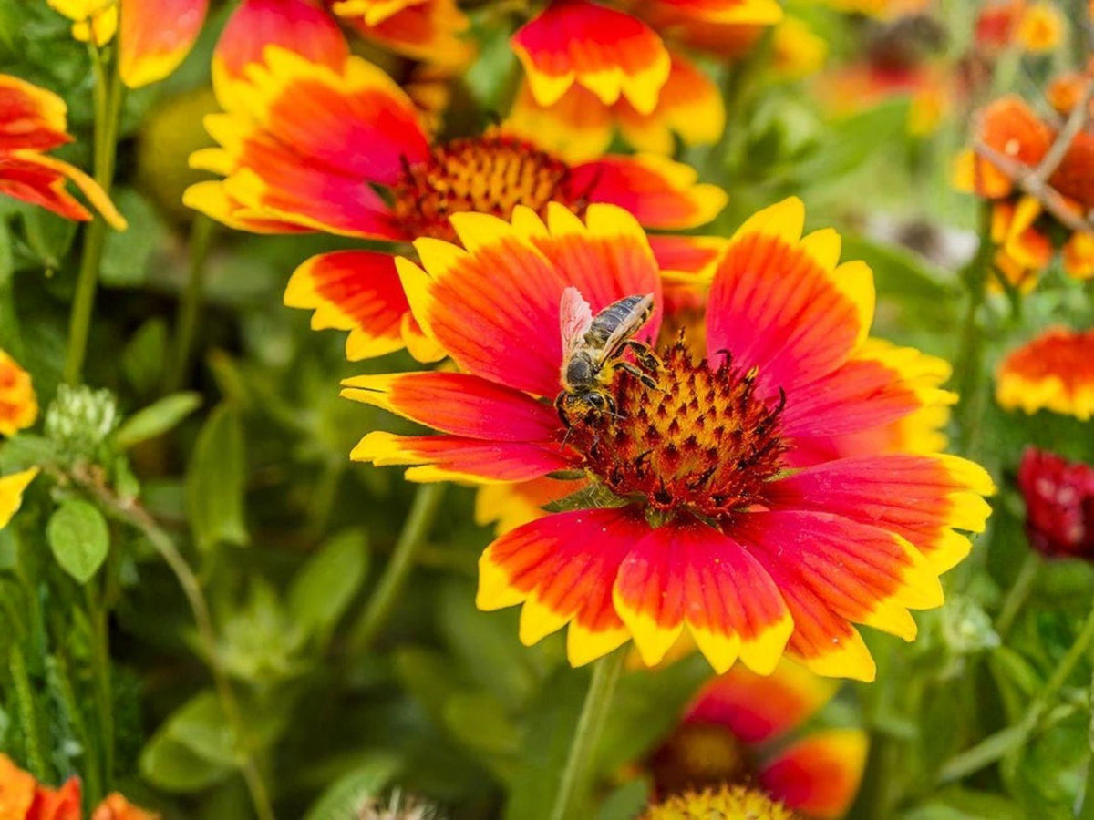 Gaillardia Aristata Seeds – Native Blanketflower Wildflower, Drought Tolerant Perennial, Red and Yellow Blooms, Pollinator-Friendly