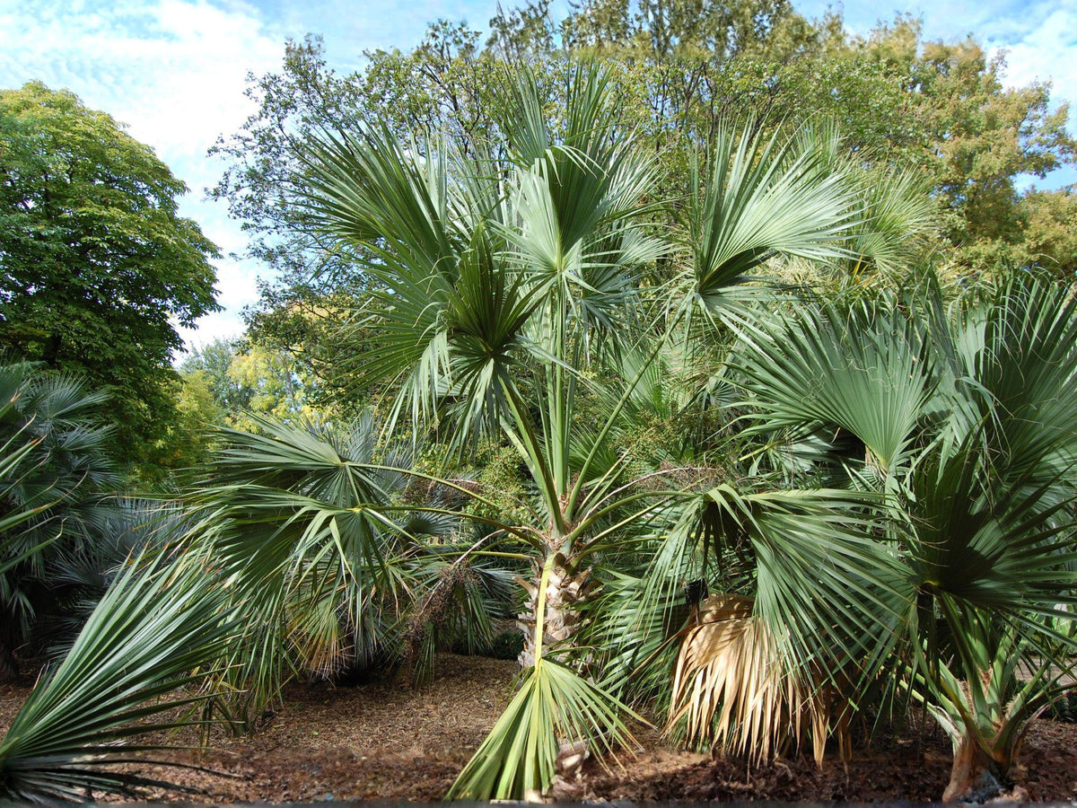 Sabal Palmetto Seeds – Hardy Coastal Fan Palm Tree, Cabbage Palm, Carolina Palmetto, Swamp Cabbage, Tropical Garden Plant