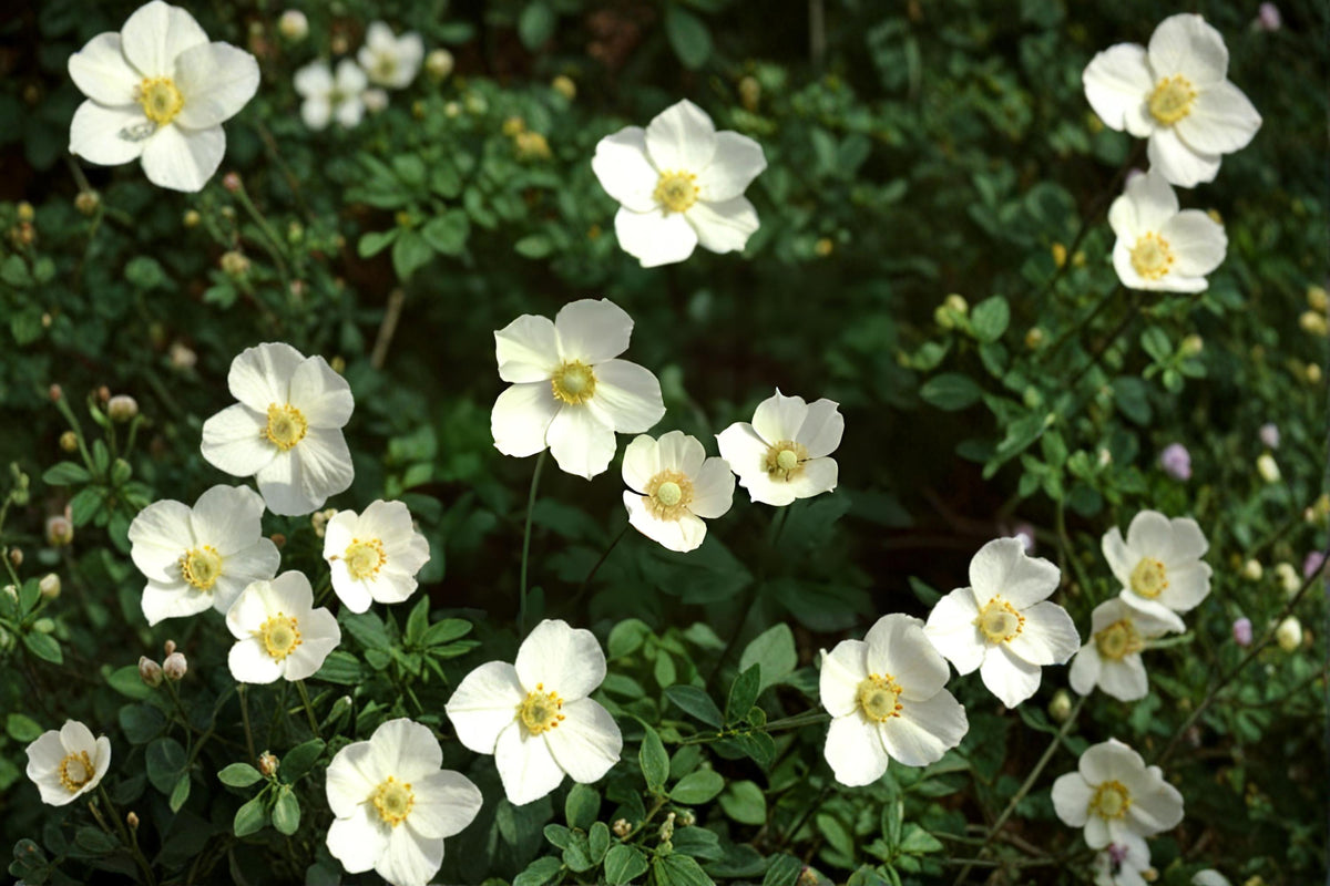 Canada Anemone Seeds – Native Perennial with White Blooms, Easy Spread, Moist Soil, Pollinator Garden, Anemone canadensis, 25 Seeds