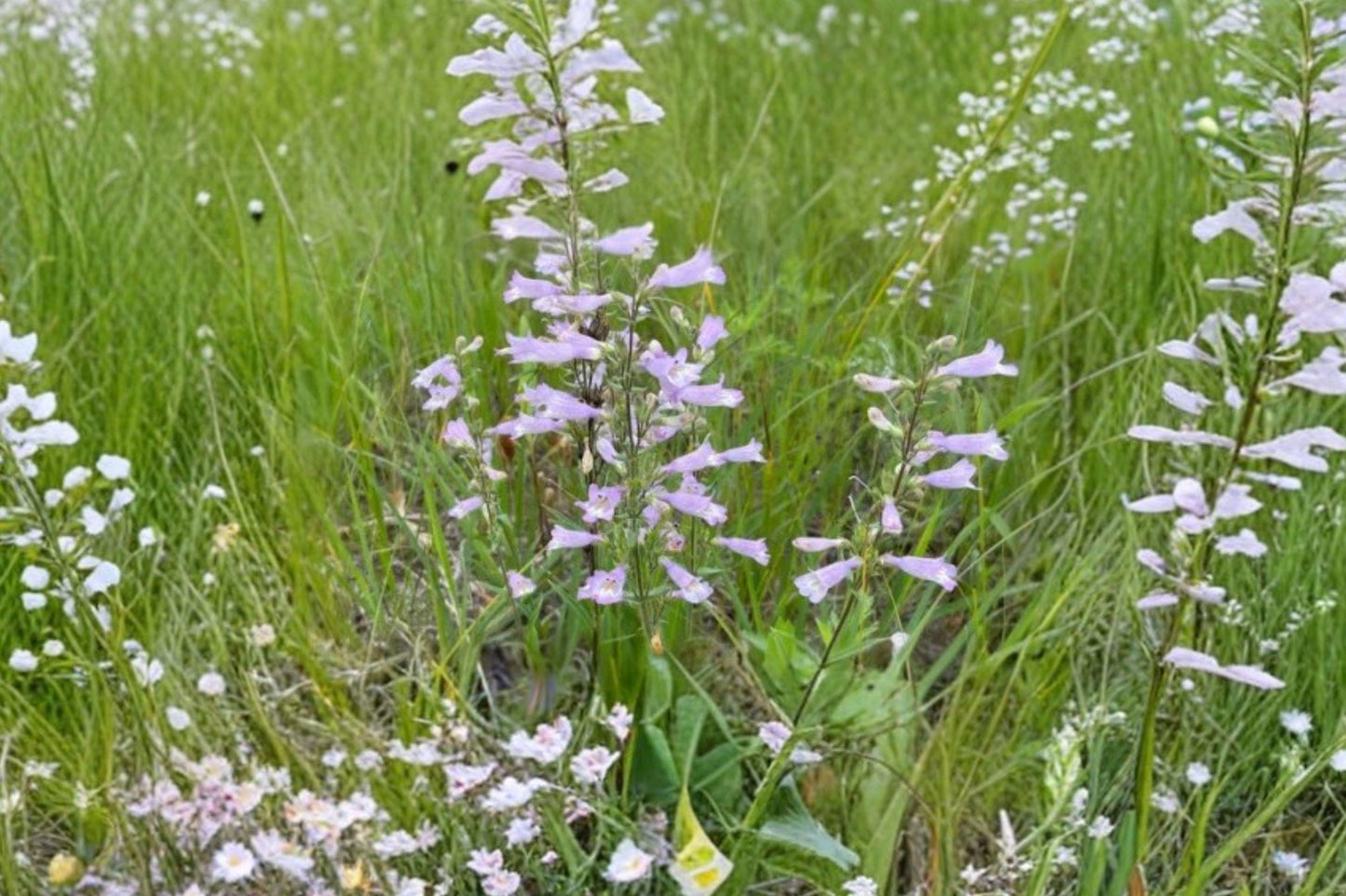 Penstemon gracilis Seeds – Slender Beardtongue Native Wildflower for Prairie Gardens & Pollinator Habitats