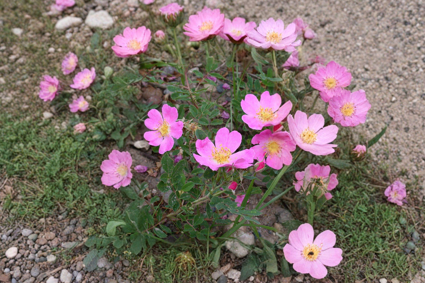 Rosa arkansana Prairie Wild Rose Seeds – Native Pink Flowering Shrub, 10 Seeds, Pollinator Friendly, Hardy Native Rose