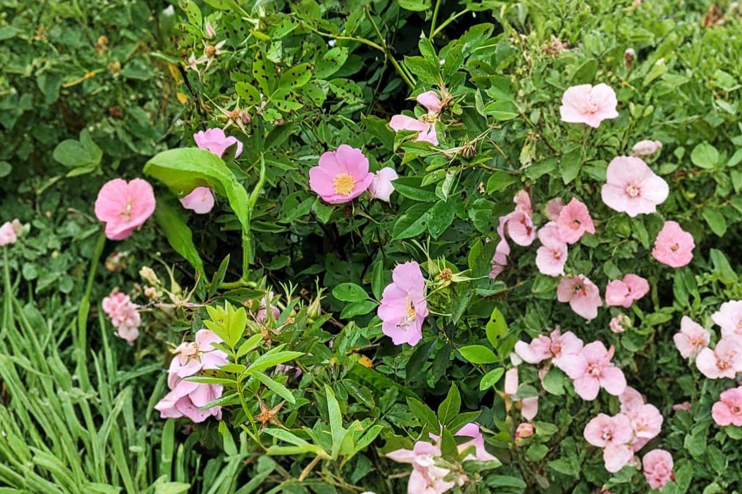 Rosa palustris Swamp Rose Seeds – Native Pink Flowering Shrub for Wetlands & Wildlife Gardens