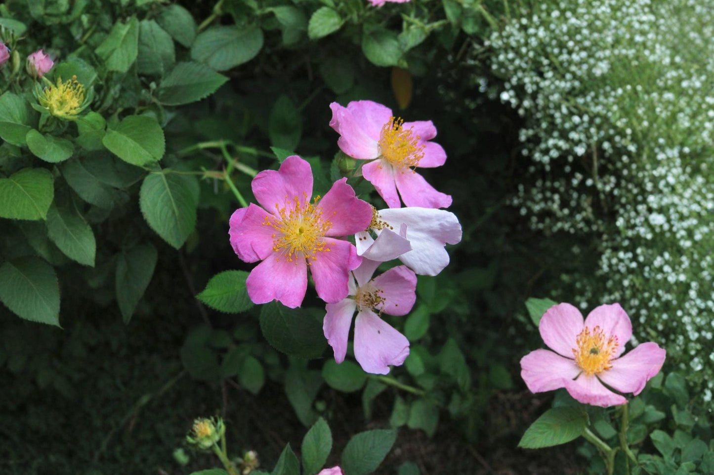 Illinois Rose Seeds – Native Climbing Wild Rose for Gardens, Fences, Trellises, Wildlife Habitat, Rosa setigera, 10 Seeds