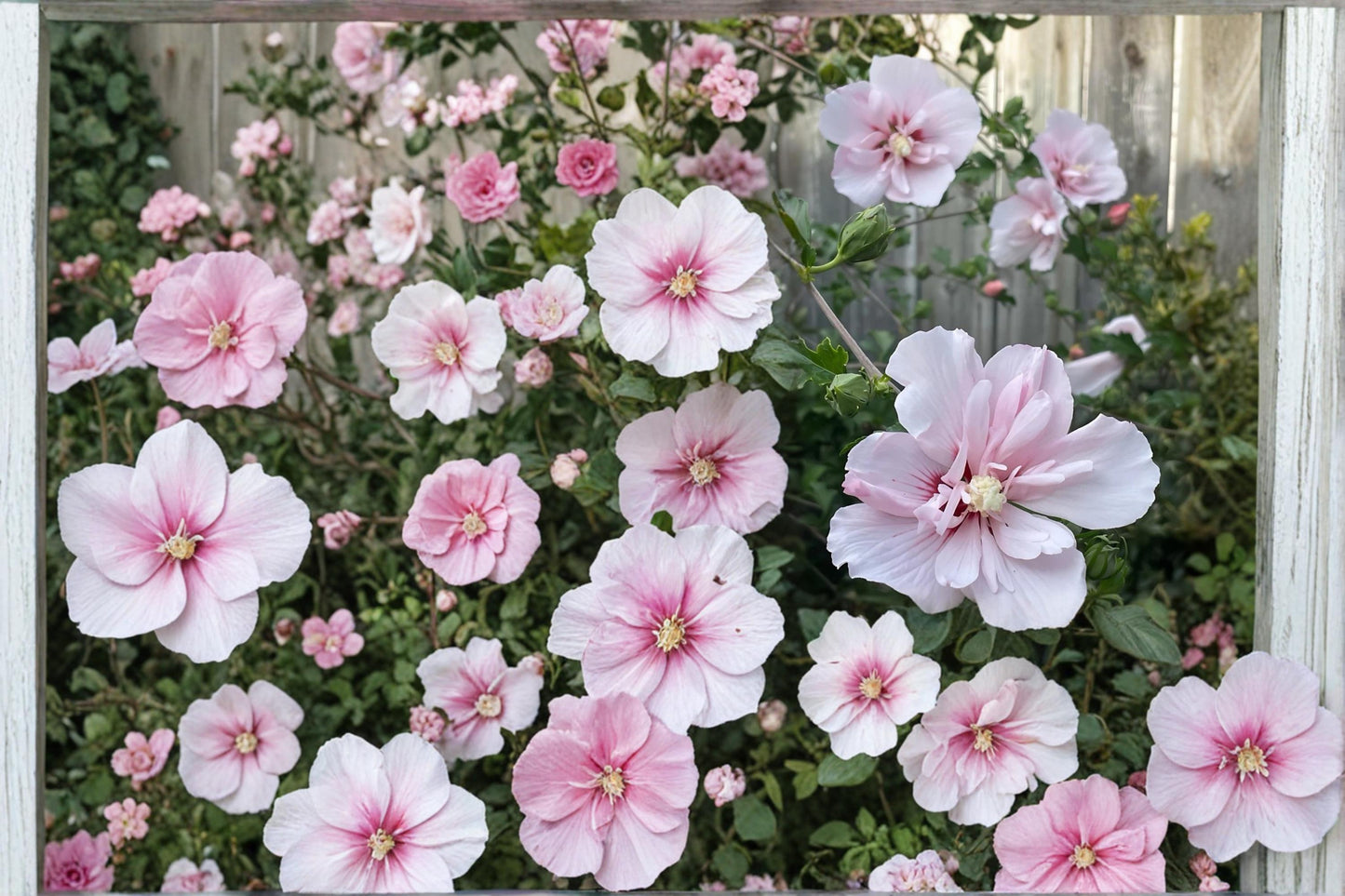 Pink Althea Live Plants – Hibiscus syriacus Rose of Sharon Shrub, Pink Flowers, 2 Pack, Deciduous Flowering Bush
