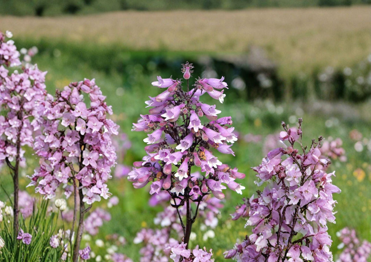 Penstemon Calycosus Seeds – Native Calico Beardtongue Wildflower for Pollinator Gardens, Lavender Pink Tubular Blooms, Perennial, Drought Tolerant