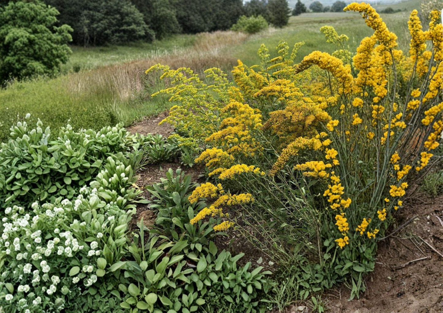 Old Field Goldenrod Seeds – Native Wildflower, Bright Yellow Fall Blooms, Solidago nemoralis, Drought-Tolerant Perennial for Pollinator Gardens