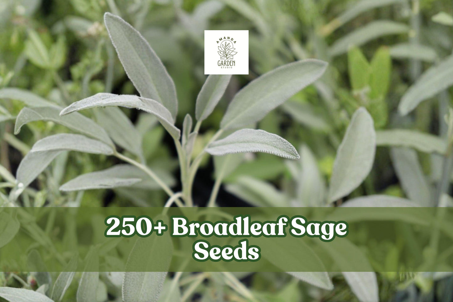 250+ Broadleaf Sage Seeds – Perennial Herb Salvia officinalis for Herb Garden, Containers, Outdoor Plant
