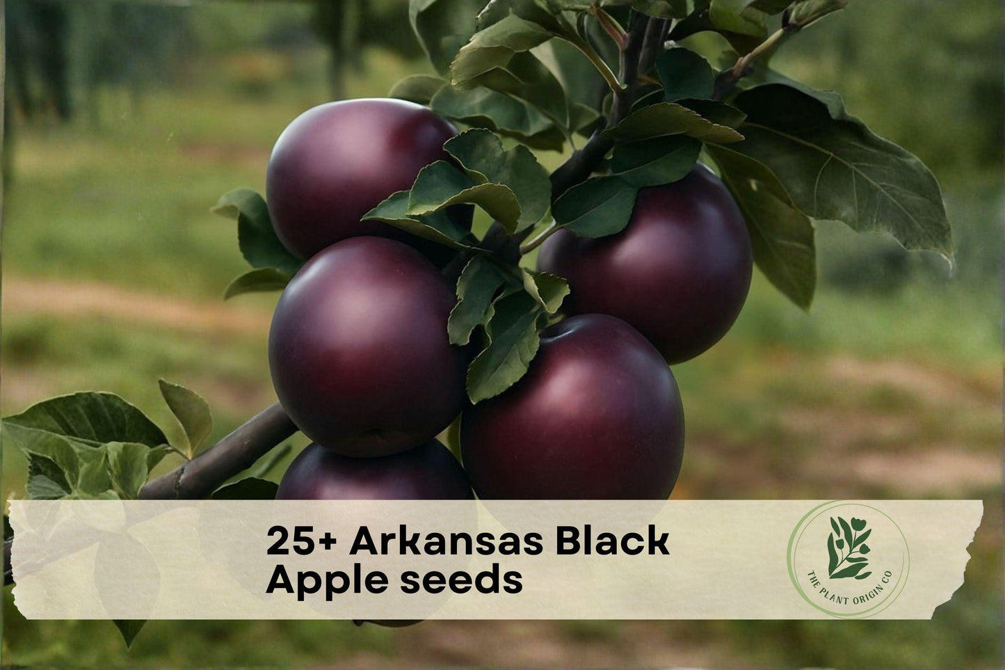 Arkansas Black Apple Seeds – Heirloom Malus domestica for Backyard Orchard, Edible Landscape, and Fruit Growing
