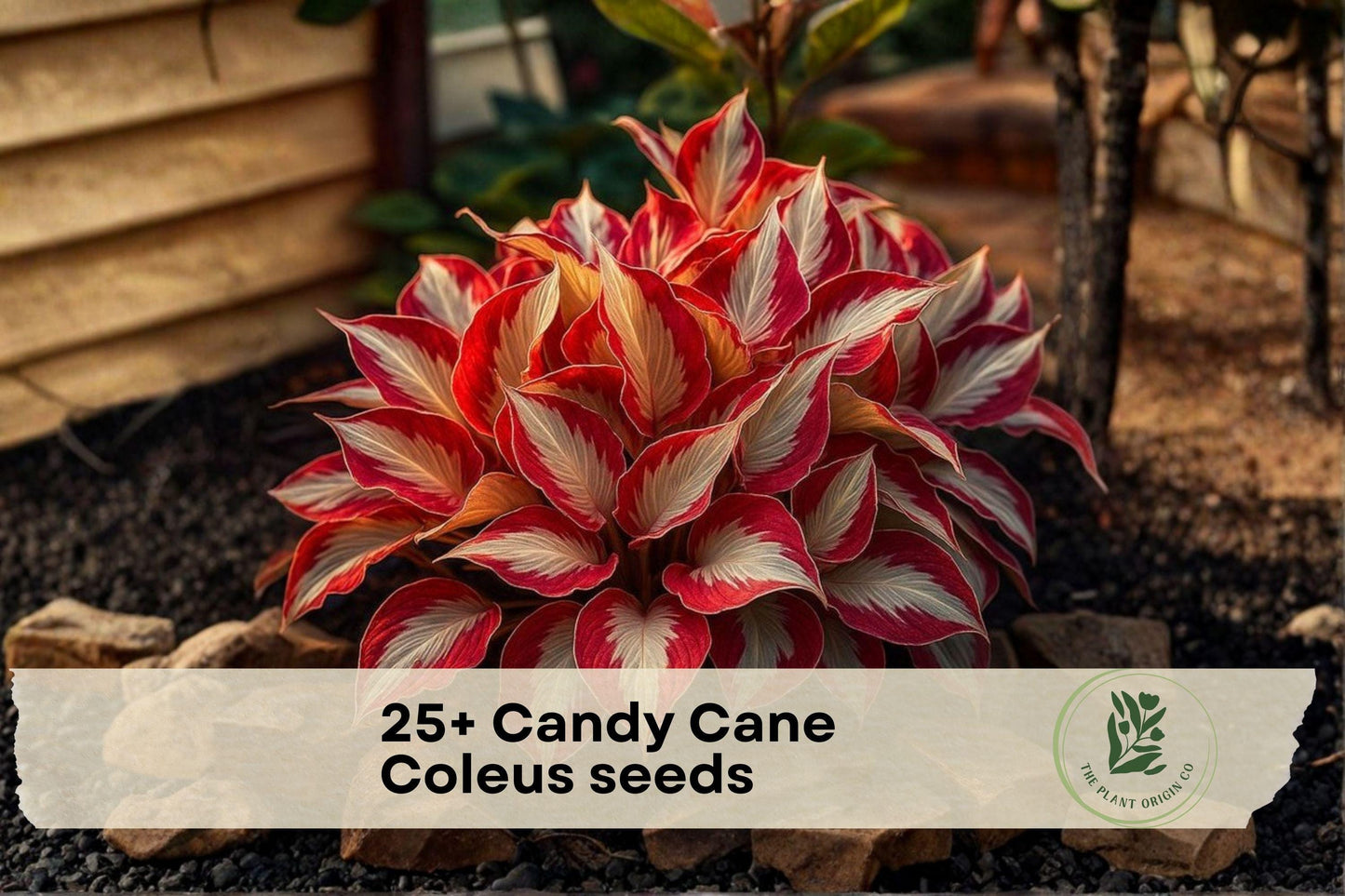 25+ Candy Cane Coleus Seeds - Variegated Foliage Plant for Shade Gardens, Containers, Borders | Plectranthus scutellarioides