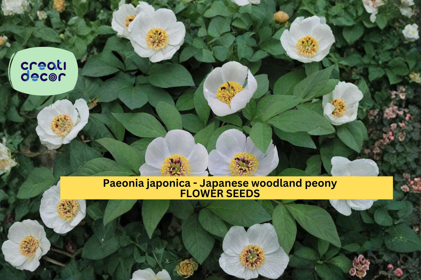 Paeonia japonica Seeds - Japanese Woodland Peony, White Spring Flower, Shade-Loving Perennial, 5 Pack