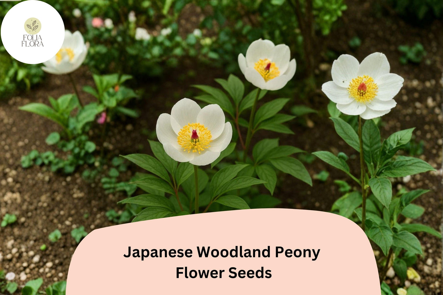 Japanese Woodland Peony Seeds 5 Paeonia japonica Shade-Loving White Spring Flower for Woodland Gardens