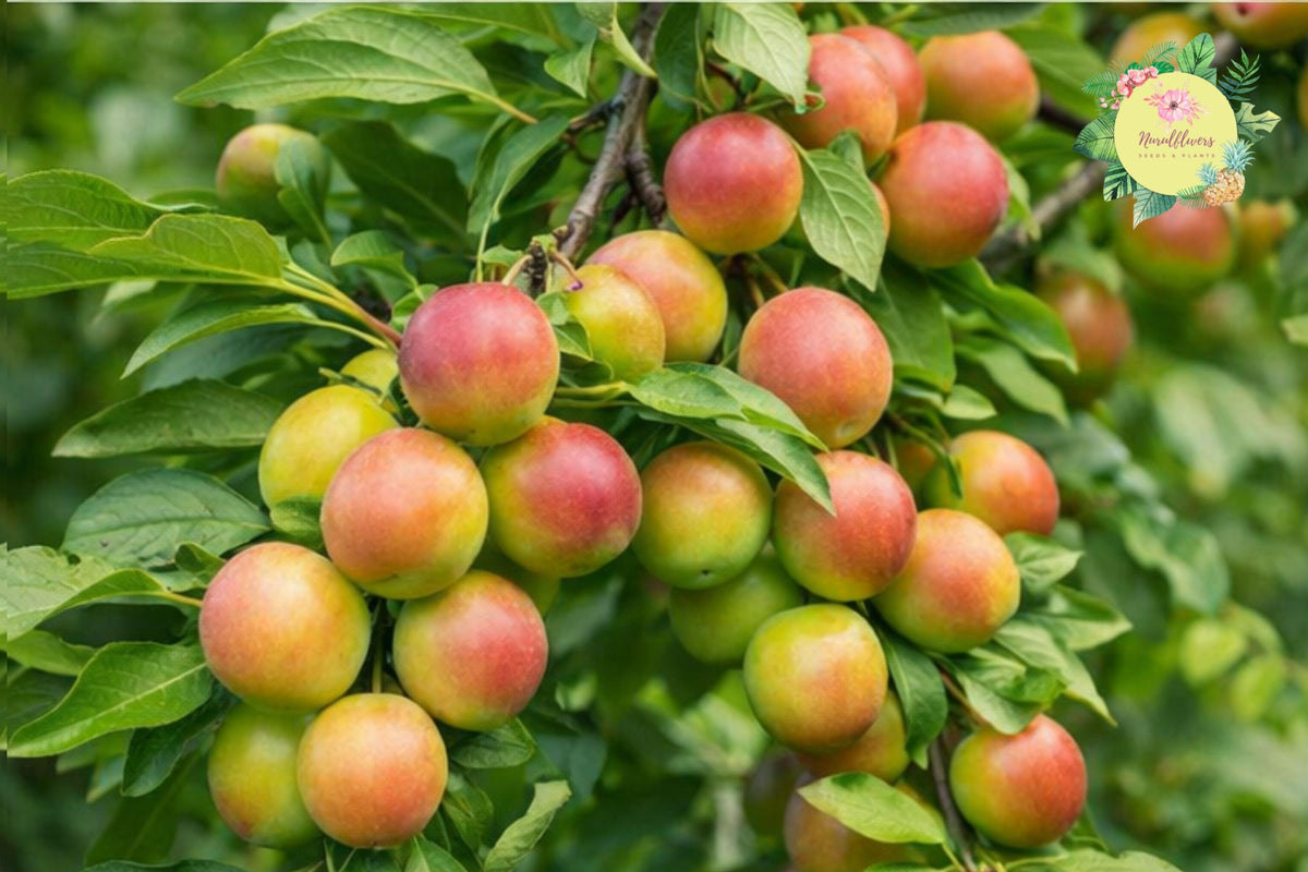 Methley Plum Grafted Fruit Tree – Sweet Juicy Prunus salicina for Home Gardens and Container Planting