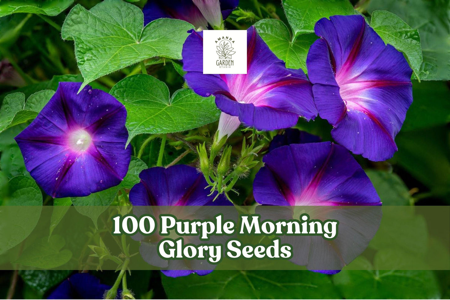 100 Purple Morning Glory Seeds – Climbing Vine with Purple Flowers – Ipomoea purpurea, Fast-Growing Annual for Trellises & Fences