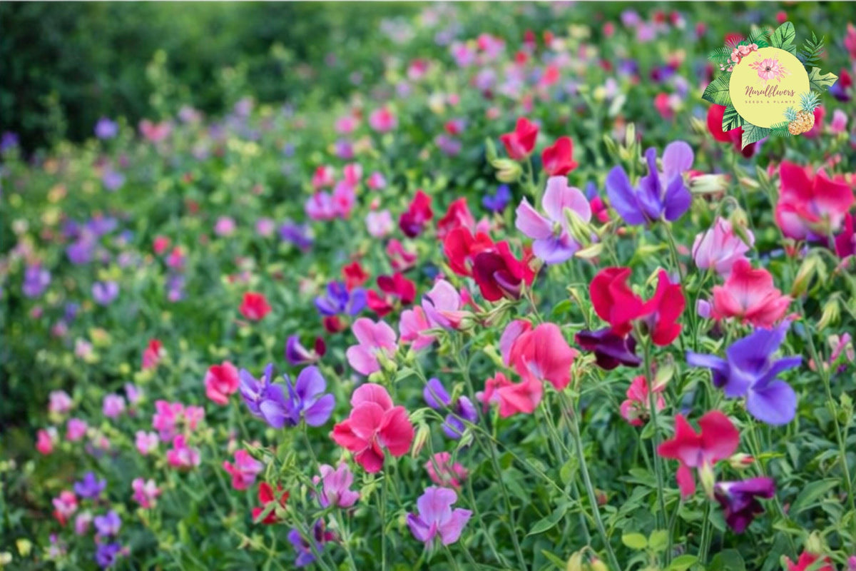Sweet Pea Seeds - 35+ Non-GMO Annual Flower Seeds - Fragrant Lathyrus odoratus for Garden, Container & Cutting Gardens