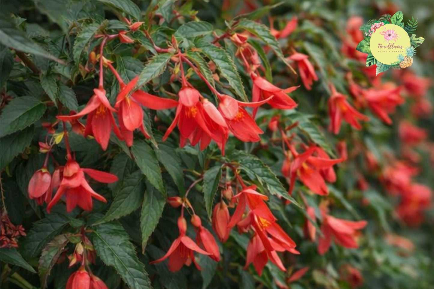 Royal Luxe Begonia Seeds – Non-GMO Tuberhybrida Flower Seeds for Indoor & Outdoor Gardens, Vibrant Foliage & Flowers, 45 or 125 Pack