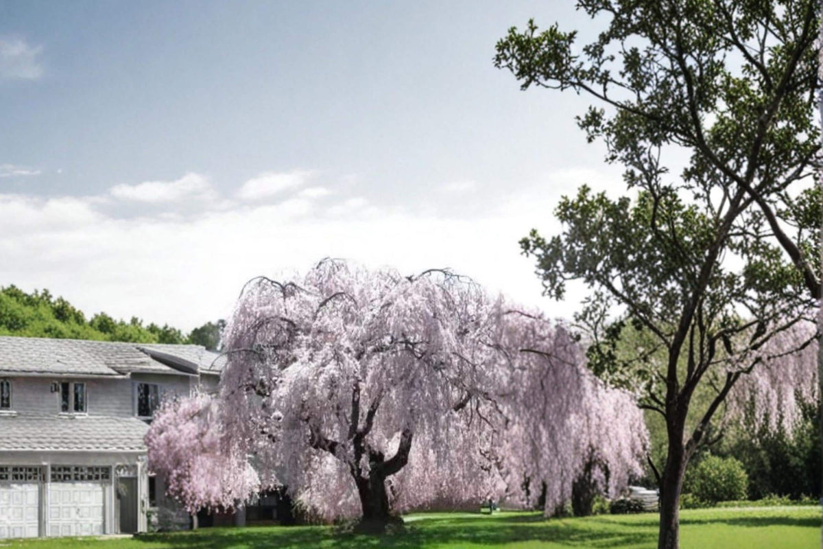 Weeping Yoshino Cherry Tree - 2ft Live Ornamental Plant Prunus × yedoensis with Pink Spring Blossoms