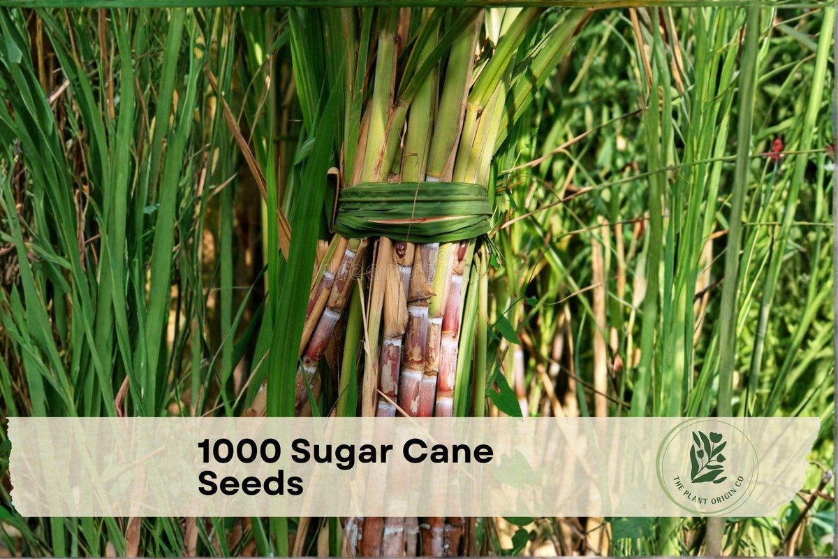 1000 Sugar Cane Seeds - Perennial Grass for Syrup, Sugar, Livestock Fodder | Saccharum officinarum