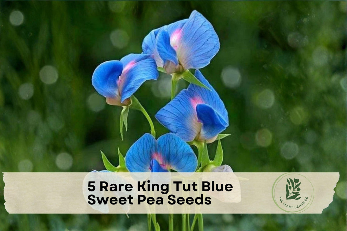 Rare King Tut Blue Sweet Pea Seeds - Climbing Lathyrus sativus azureus with Azure Blue & Pink Blooms