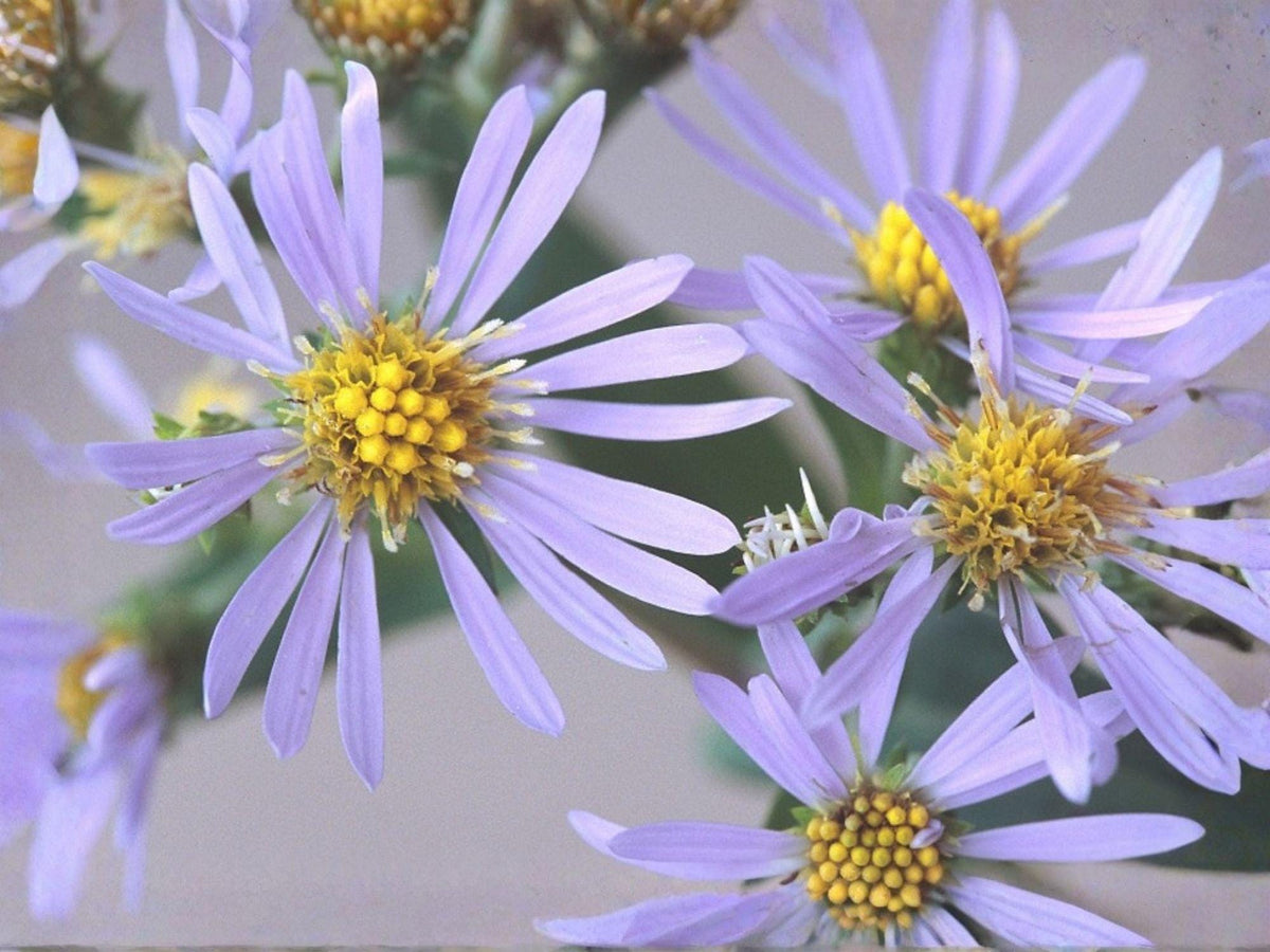Symphyotrichum Prenanthoides Seeds - Crooked-Stemmed Aster Heirloom Non-GMO Wildflower Pollinator Perennial Seeds