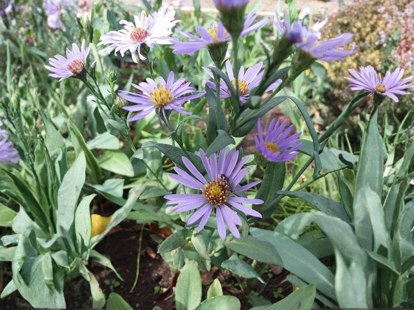Silky Aster Seeds - Heirloom Non-GMO Wildflower for Pollinator Gardens - Symphyotrichum sericeum