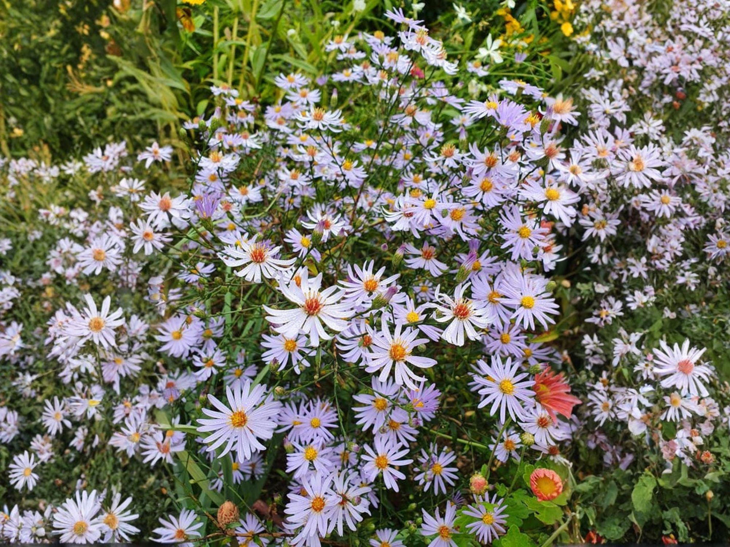 Symphyotrichum turbinellum Prairie Aster Seeds - Heirloom, Non-GMO Wildflower Native Plant for Garden, Meadow, or Landscaping