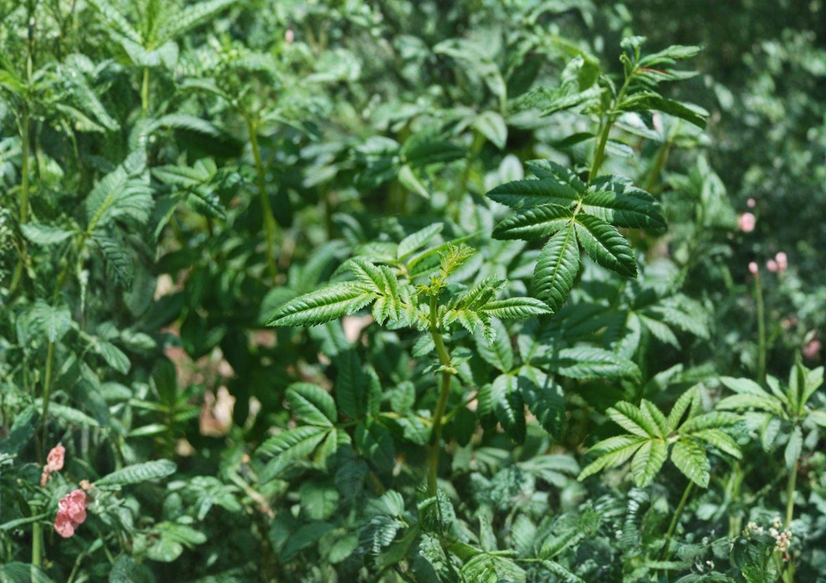 Black Mint Huacatay Seeds, Tagetes minuta, Aromatic Medicinal Culinary Herb, Perennial Herb Plant, Andean Herb Garden, Rare Healing Plant