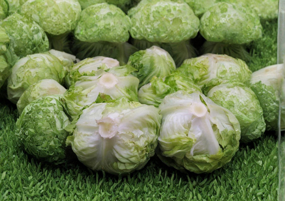 Iceberg Batavian Lettuce Seeds, Non-GMO, Crisphead, Lactuca sativa, Cool Season, Fast Growing, Salad Greens, Garden Vegetable
