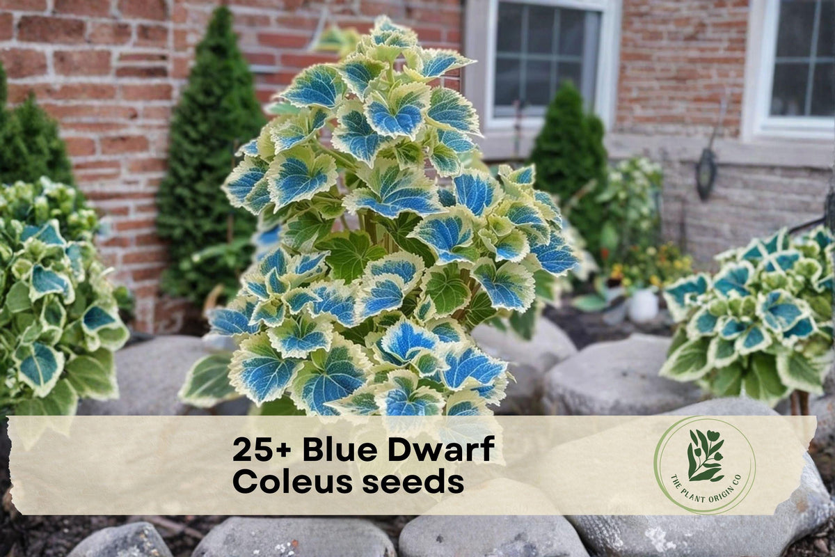 25+ Blue Dwarf Coleus Seeds | Compact Ornamental Foliage Plant | Shade Garden, Container, Indoor Decor | Coleus scutellarioides