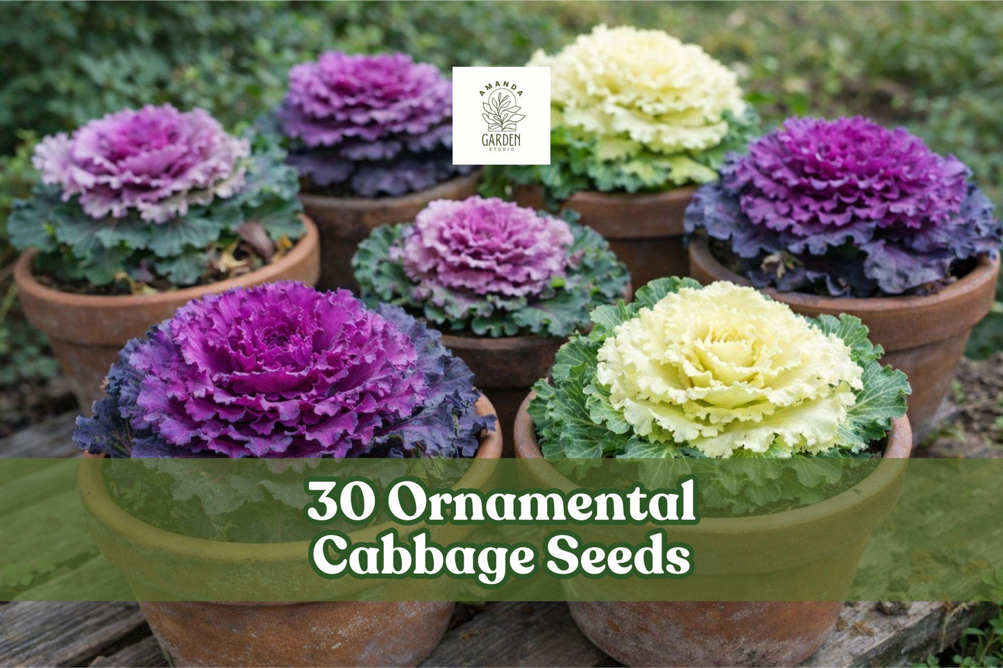 30 Ornamental Cabbage Seeds – Colorful Foliage, Purple Pink Green, Brassica oleracea, Fall & Winter Garden Plant