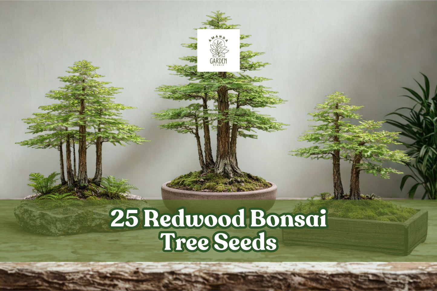 25 Redwood Bonsai Tree Seeds – Sequoia spp. – Evergreen Miniature Forest Planting for Bonsai & Ornamental Gardening