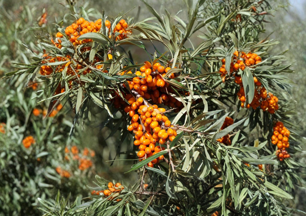 Sea Buckthorn Seeds – Hardy Shrub for Edible Berries, Wildlife Gardens, Erosion Control – Hippophae rhamnoides