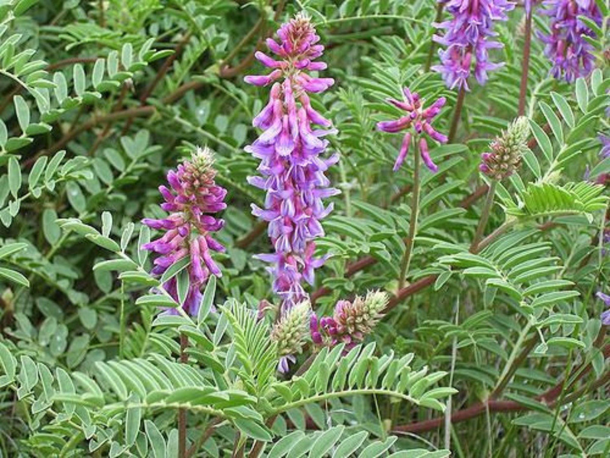 Twogroove Milkvetch Seeds – Heirloom Non-GMO Native Wildflower for Prairie Gardens – Astragalus bisulcatus, Purple to Pink Blooms