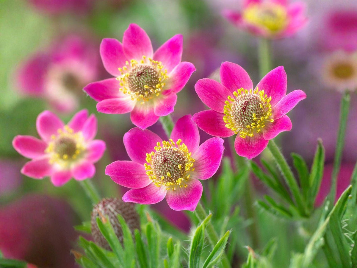 Anemone multifida Windflower Seeds – Heirloom Non-GMO Wildflower Garden Planting, Pollinator-Friendly, Perennial Seeds