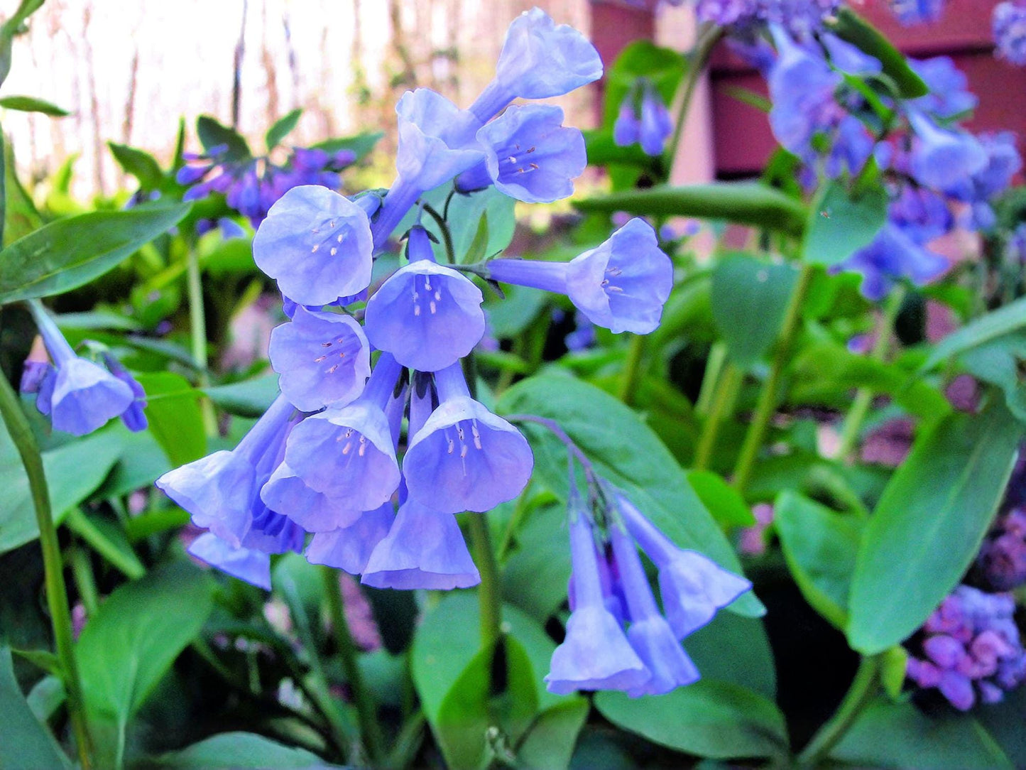 Virginia Bluebells Seeds - Mertensia virginica Heirloom Non-GMO Wildflower for Shade Gardens, Spring Blooming Planting