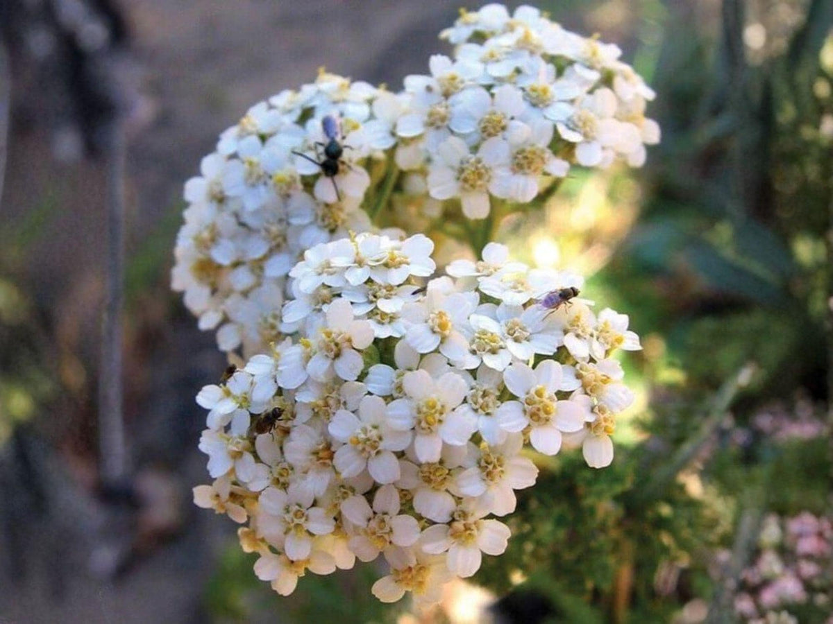 Western Yarrow Seeds – Heirloom Non-GMO Achillea millefolium occidentalis Wildflower Pollinator Garden
