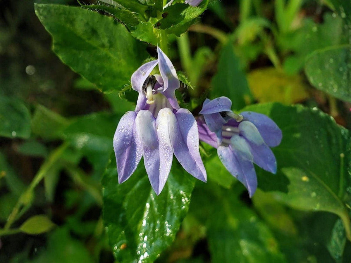 Lobelia inflata Indian Tobacco Seeds – Heirloom Non-GMO Native Wildflower Garden Planting, Open-Pollinated, Native North American Plant