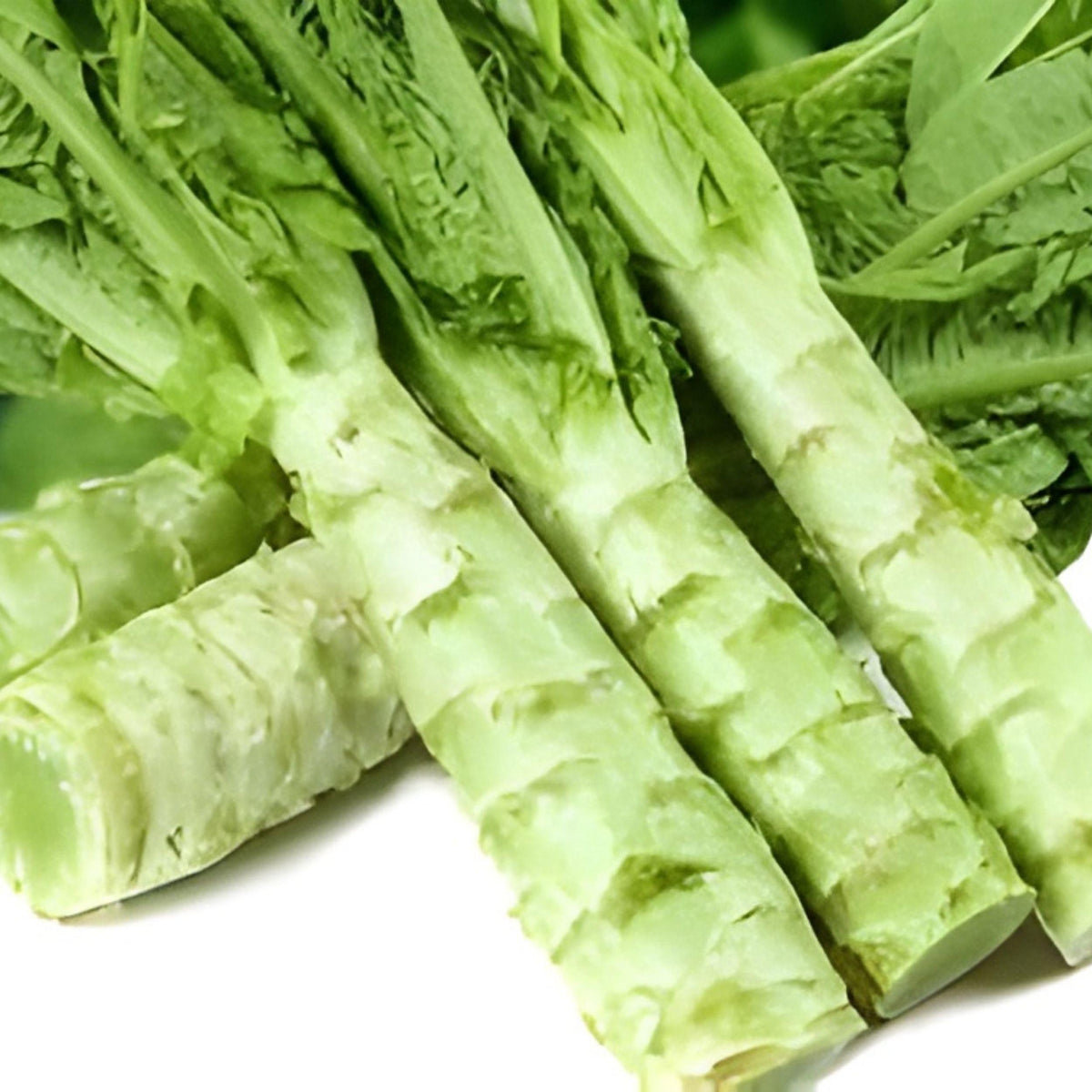 Celtuce Seeds 200 Lactuca sativa var. angustana Stem Lettuce for Stir-Fry, Salad, Asian Cuisine