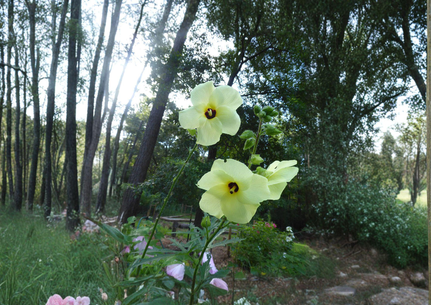 Hardy Yellow Rose of Sharon Seeds – Hibiscus hamabo Rare Tropical Ornamental Shrub for Coastal Gardens